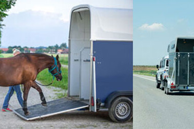 le-transport-des-chevaux_al1