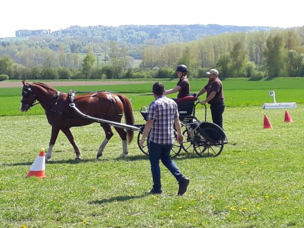 attelage cours juniors 2018 Mania